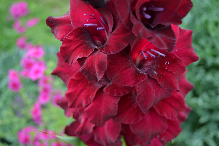 macro (214) (700x466, 326Kb)