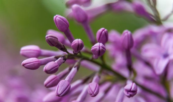 macro (216) (700x415, 239Kb)