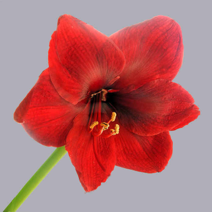 macro (218) (697x700, 335Kb)