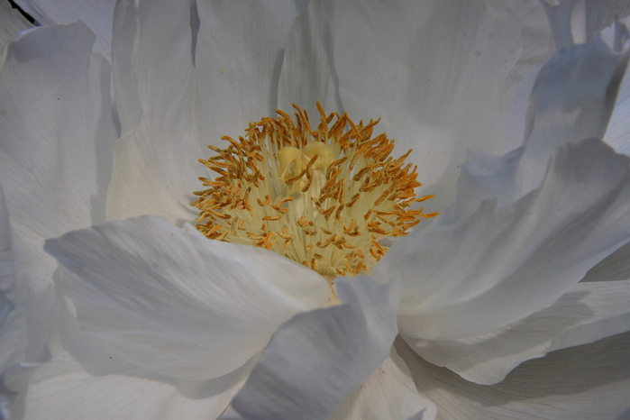 macro (220) (700x466, 307Kb)