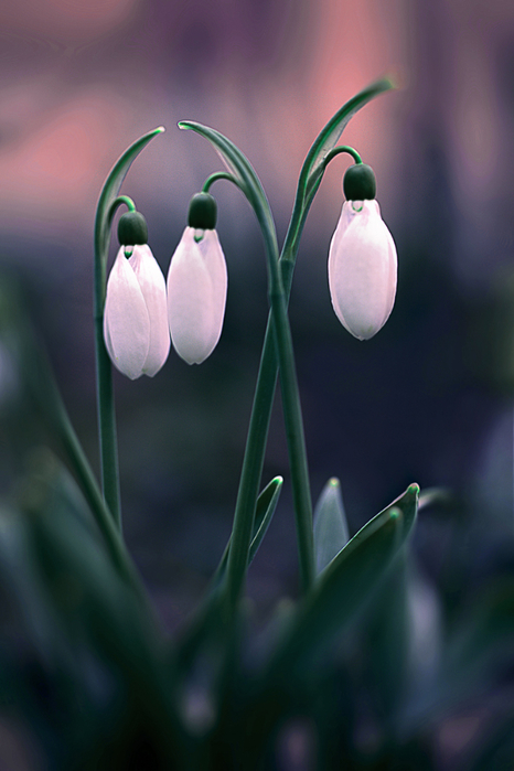 macro (222) (466x700, 311Kb)