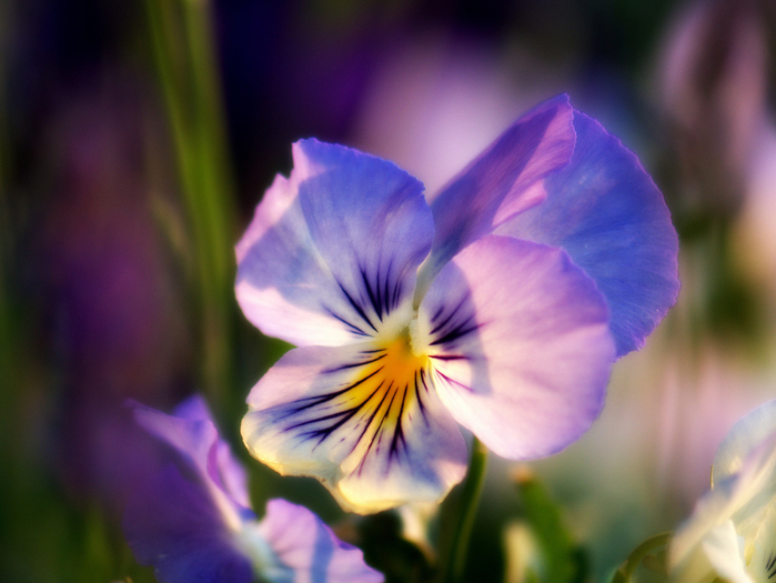 macro (230) (700x525, 400Kb)