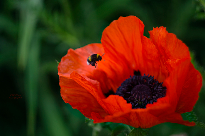macro (232) (700x465, 327Kb)