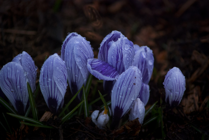macro (238) (700x468, 305Kb)