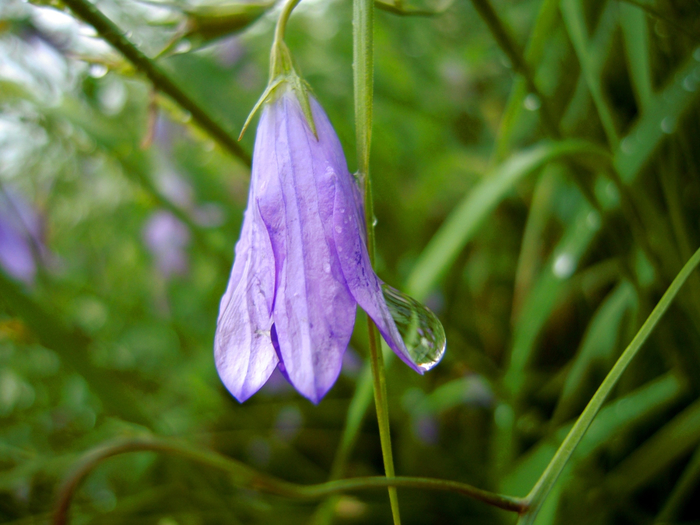 macro (240) (700x525, 377Kb)
