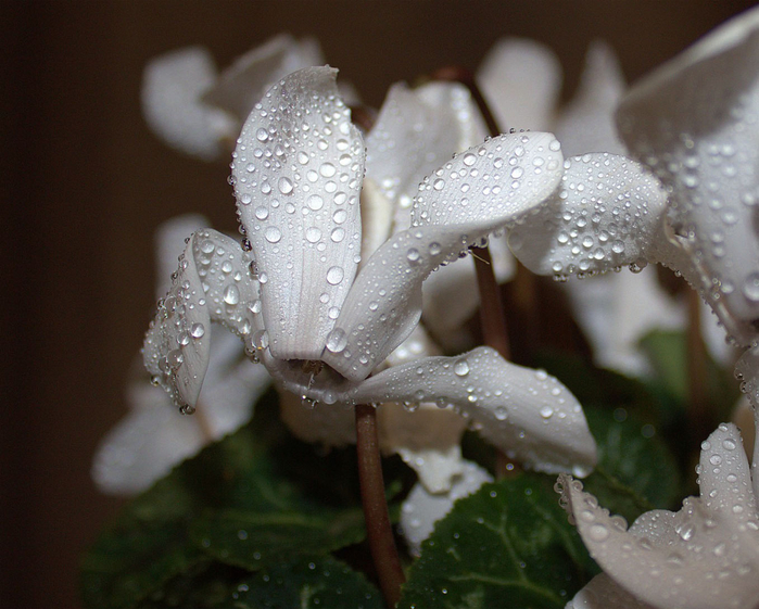 macro (242) (700x561, 408Kb)