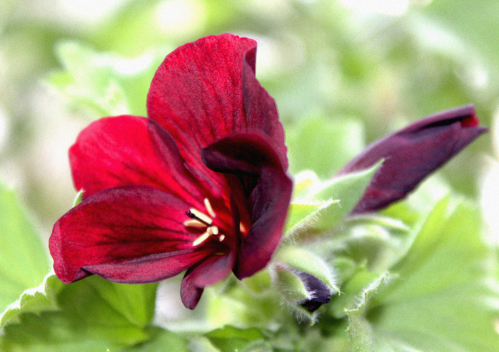 macro (244) (700x494, 428Kb)