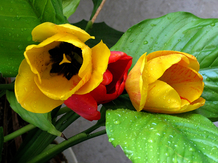 macro (246) (700x525, 531Kb)