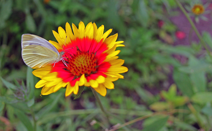 macro (250) (700x434, 342Kb)