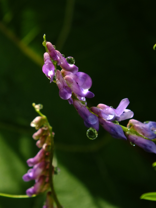 macro (252) (525x700, 266Kb)
