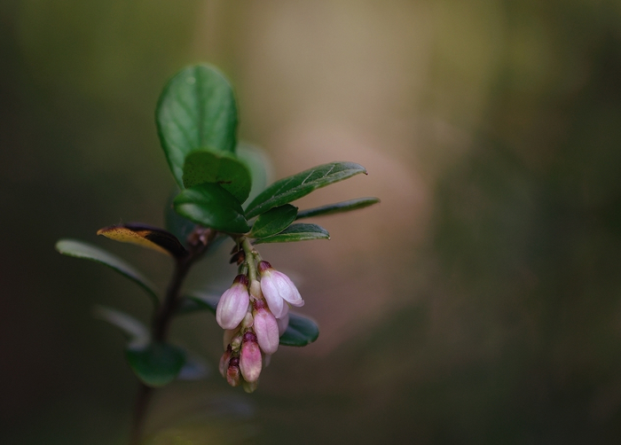 macro (256) (700x502, 250Kb)