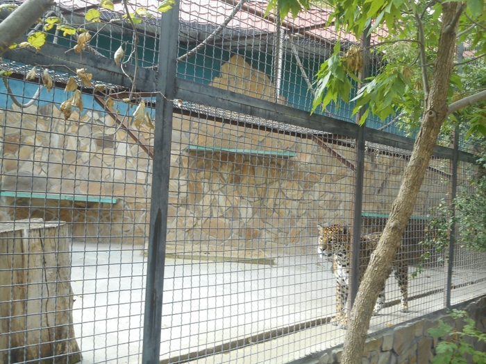 4752699_DSCN0126tag_ (700x525, 353Kb)