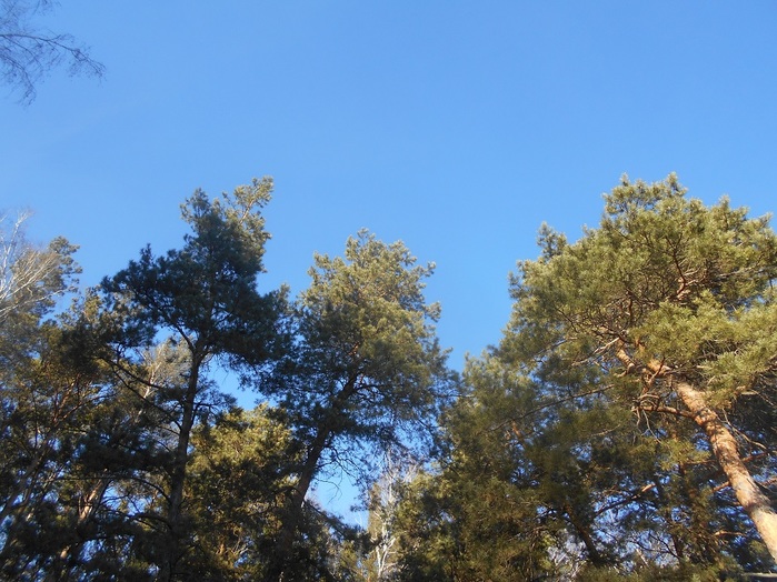 4533467_DSCN6531 (700x524, 156Kb)