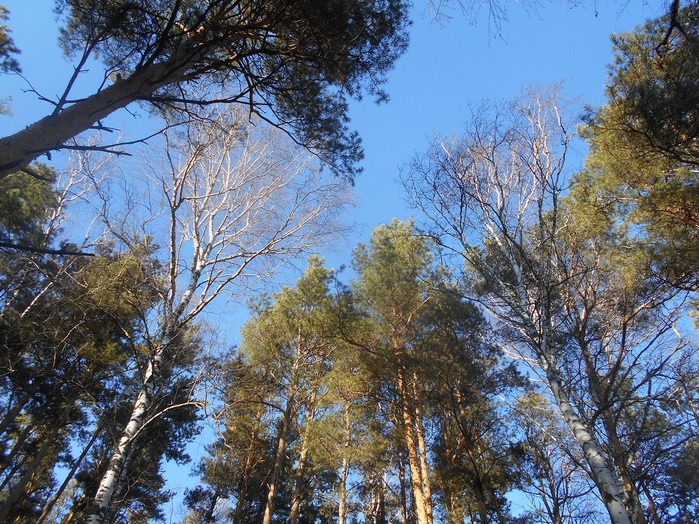 4533467_DSCN6533 (700x524, 234Kb)