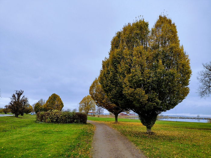 IMG_20241111_123542259_HDR (700x525, 440Kb)