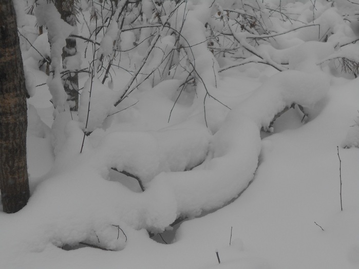 4533467_DSCN6567 (700x524, 70Kb)