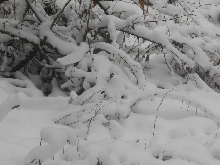 4533467_DSCN6569 (700x524, 96Kb)