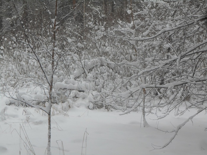 4533467_DSCN6571 (700x524, 155Kb)