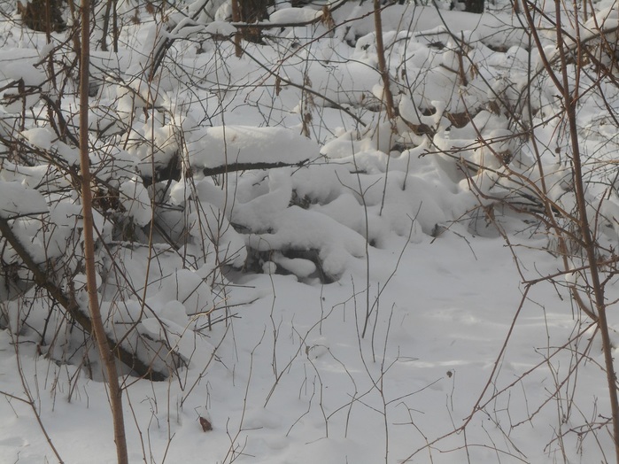 4533467_DSCN6574 (700x524, 148Kb)