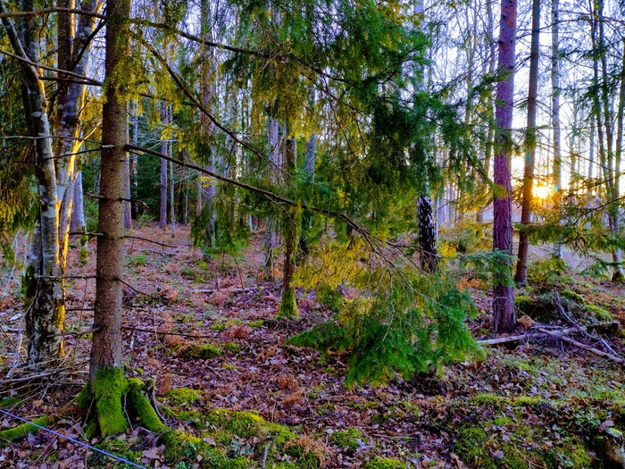 IMG_20241118_150344569_HDR (700x525, 646Kb)