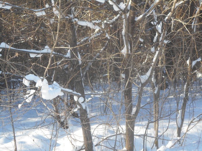 4533467_DSCN6628 (700x524, 191Kb)