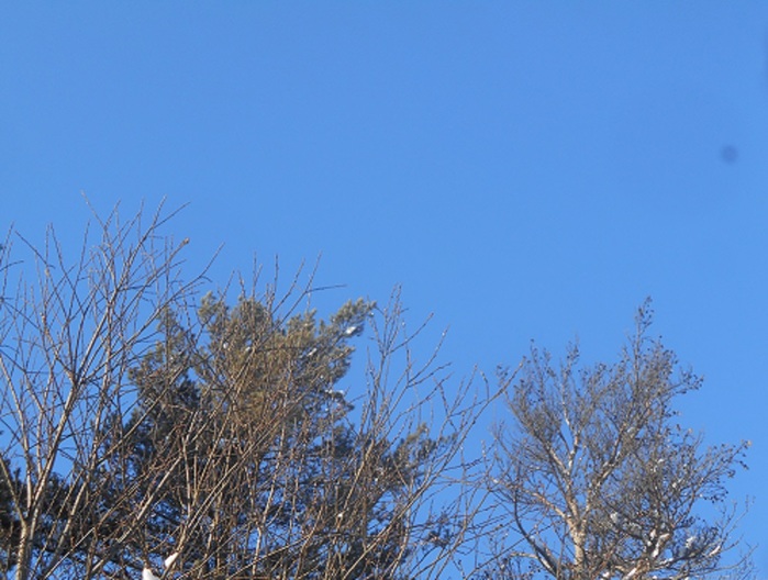 4533467_DSCN6630 (700x528, 119Kb)