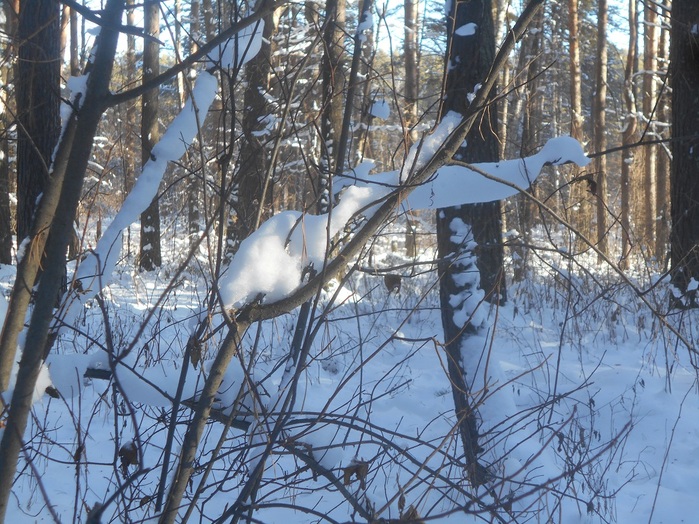 4533467_DSCN6632 (700x524, 194Kb)