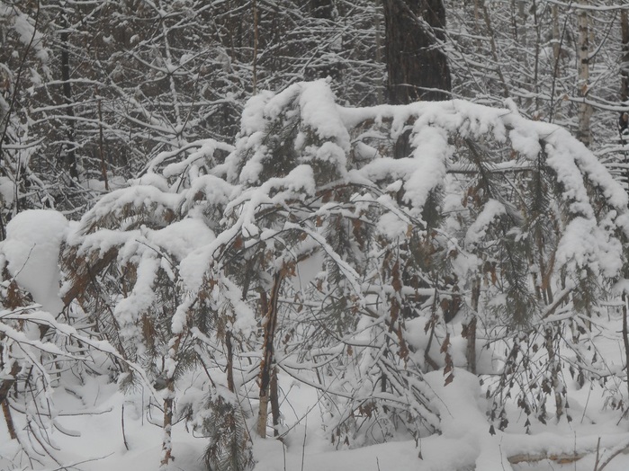 4533467_DSCN6647 (700x524, 175Kb)
