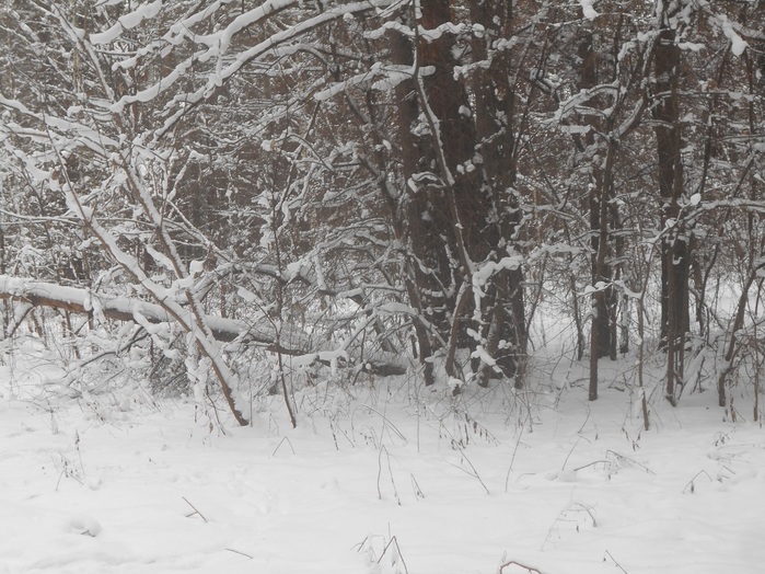 4533467_DSCN6651 (700x524, 167Kb)