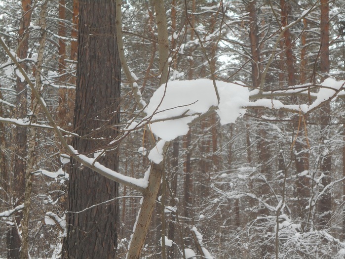4533467_DSCN6665 (700x524, 180Kb)