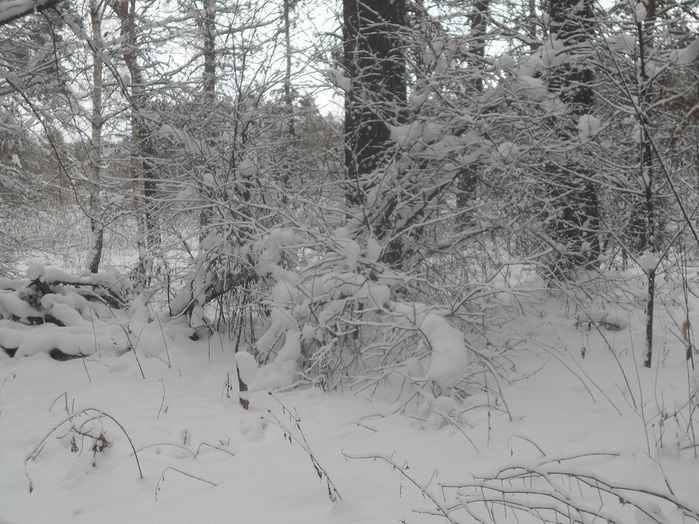 4533467_DSCN6669 (700x524, 159Kb)