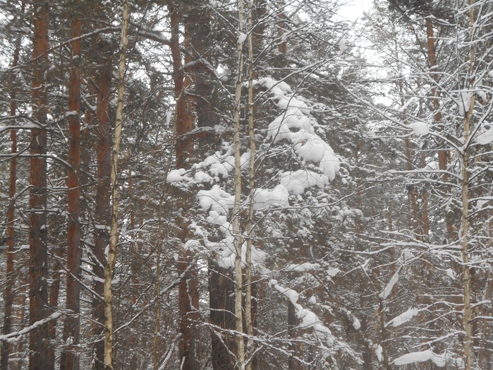 4533467_DSCN6671 (700x524, 217Kb)