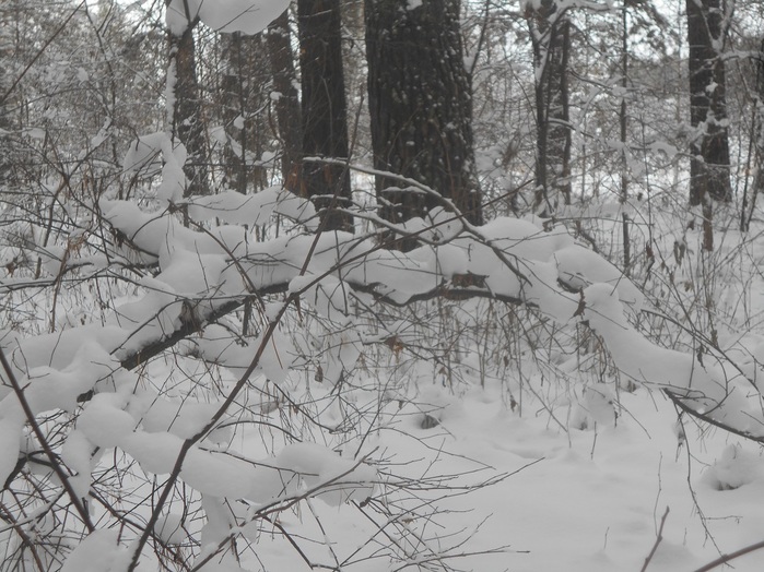 4533467_DSCN6673 (700x524, 159Kb)
