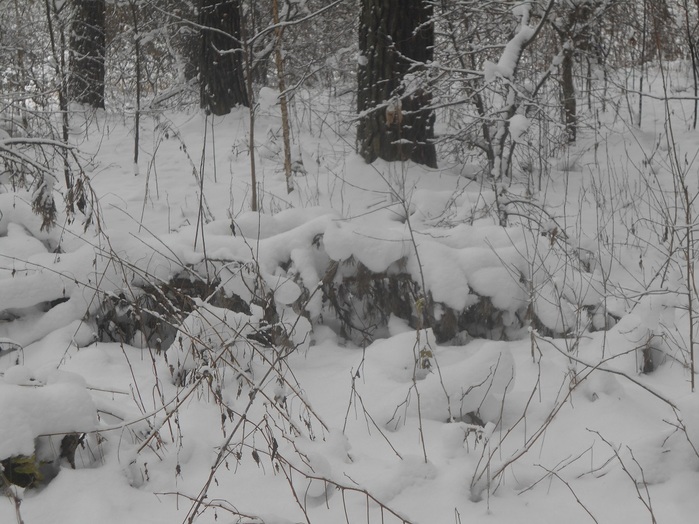 4533467_DSCN6675 (700x524, 141Kb)