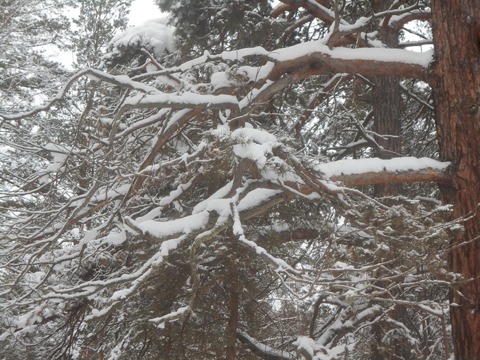 4533467_DSCN6683 (700x524, 210Kb)