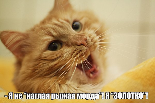 3085196_coolklevclubj8jtpprikolniekartinkinagliikot23 (600x400, 43Kb)