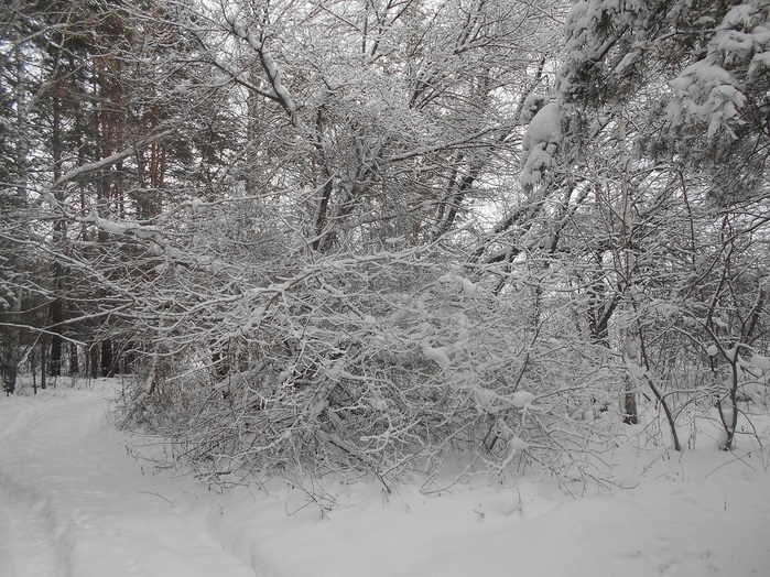 4533467_DSCN6685 (700x524, 198Kb)