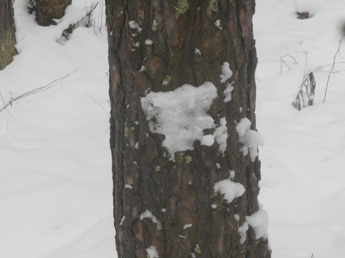 4533467_DSCN6687 (700x524, 82Kb)