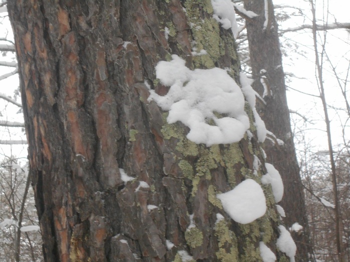 4533467_DSCN6692 (700x524, 128Kb)