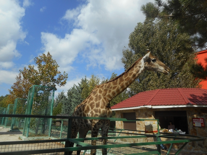 4752699_DSCN0369tag (700x525, 311Kb)
