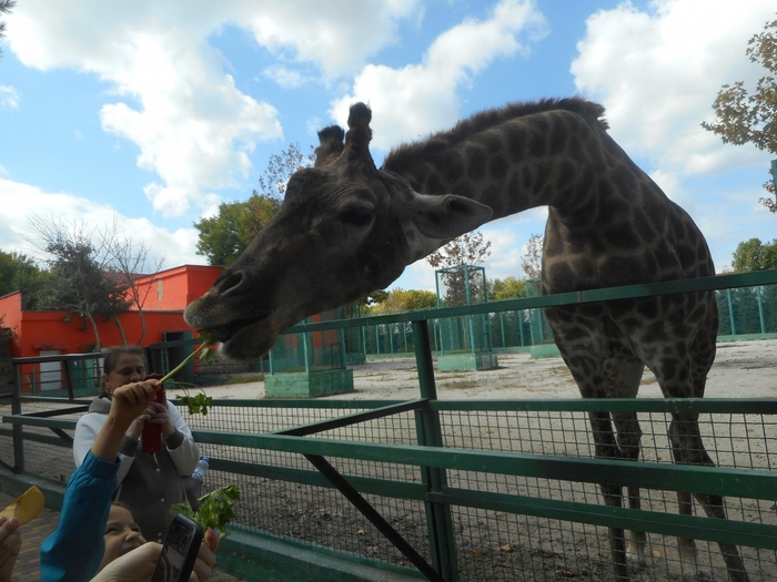 4752699_DSCN0384tag (700x525, 272Kb)