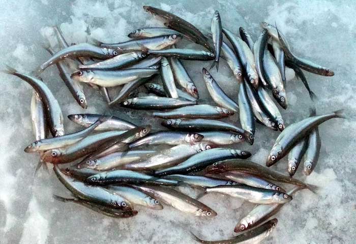 korjushka-finskogo-zaliva (700x481, 52Kb)