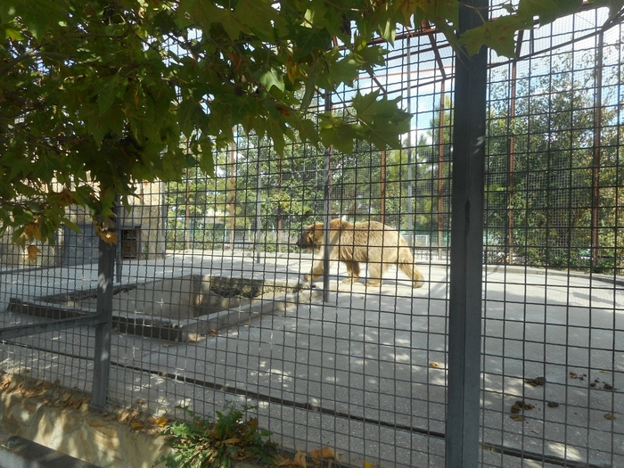 4752699_DSCN0473tag (700x525, 352Kb)