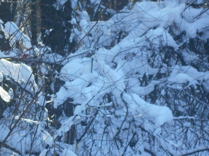 4533467_DSCN67701 (700x525, 296Kb)