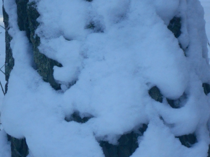 4533467_DSCN67721 (700x525, 203Kb)