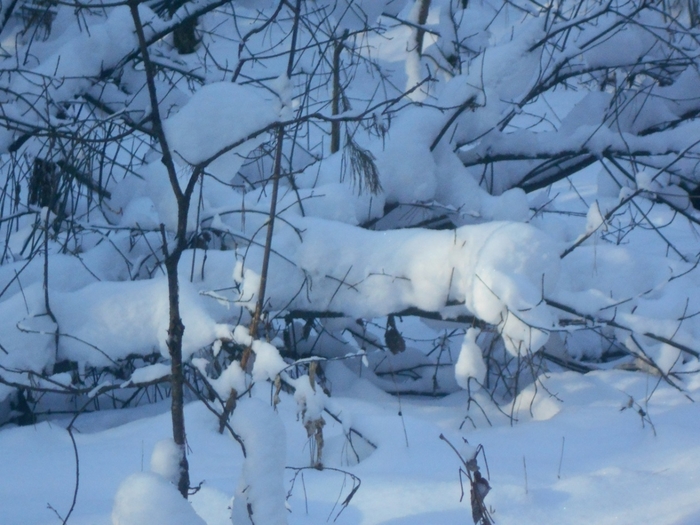 4533467_DSCN67741 (700x525, 268Kb)