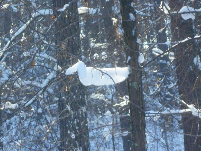 4533467_DSCN67771 (700x525, 314Kb)