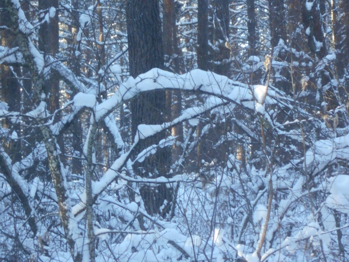 4533467_DSCN67791 (700x525, 332Kb)