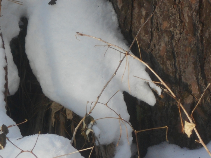 4533467_DSCN68071 (700x525, 229Kb)