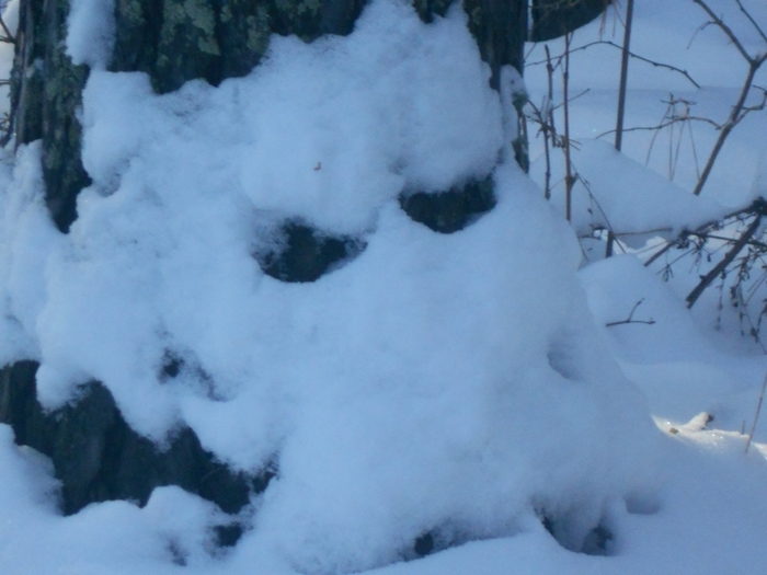 4533467_DSCN68091 (700x525, 203Kb)